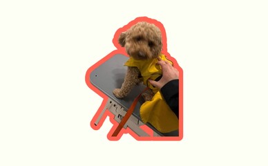 В Киеве мужчина получил 5 лет условно за жестокое обращение с собакой