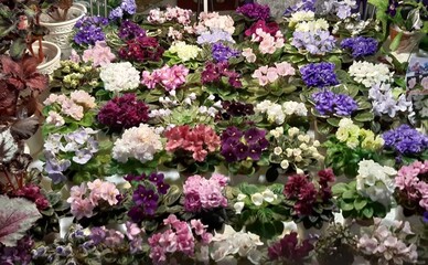 В Будинку архітектора відкриється виставка фіалок та інших кімнатних рослин