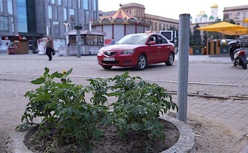 Днепрянин-агроном превратил грязные клумбы в огороды с помидорами в центре города - фото