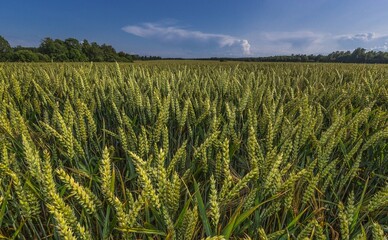 На Полтавщине 30 гектаров озимых покрылись 10-сантиметровым льдом