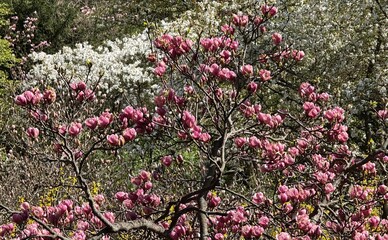 Блогерка склала карту цвітіння Києва: куди іти, щоб побачити весну