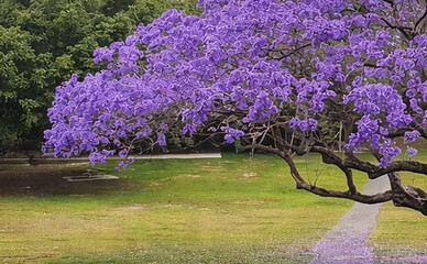 Блогерка составила карту цветения Киева: куда идти, чтобы увидеть весну