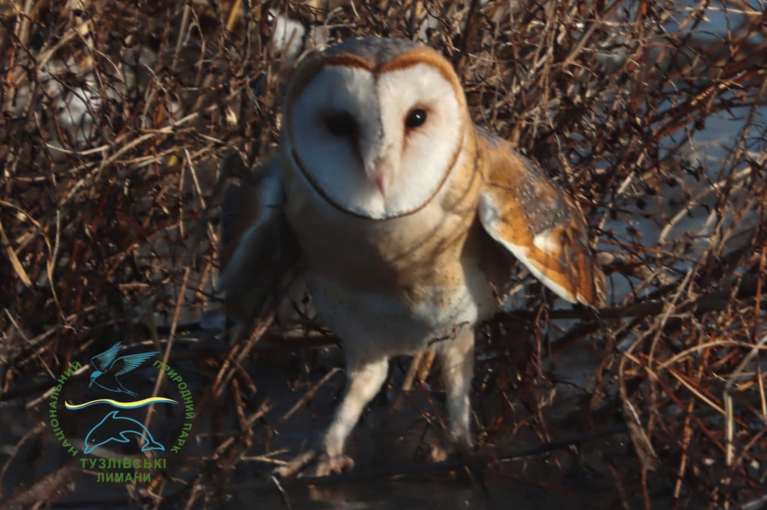 Редкую сову-сипуху выпустили в дикую природу в нацпарке в Одесской области