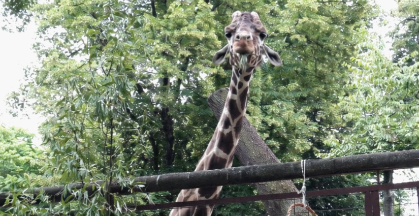 В Киевском зоопарке умер жираф Джамбо