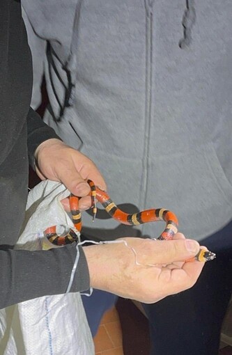 В Харькове люди нашли экзотическую змею в своей стиральной машине