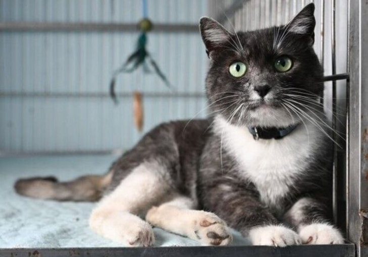 У Львові запрацював банк крові для котів 