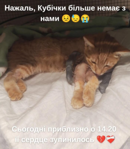В Днепре после падения с балкона умерла кошка блогеров — реакция волонтеров