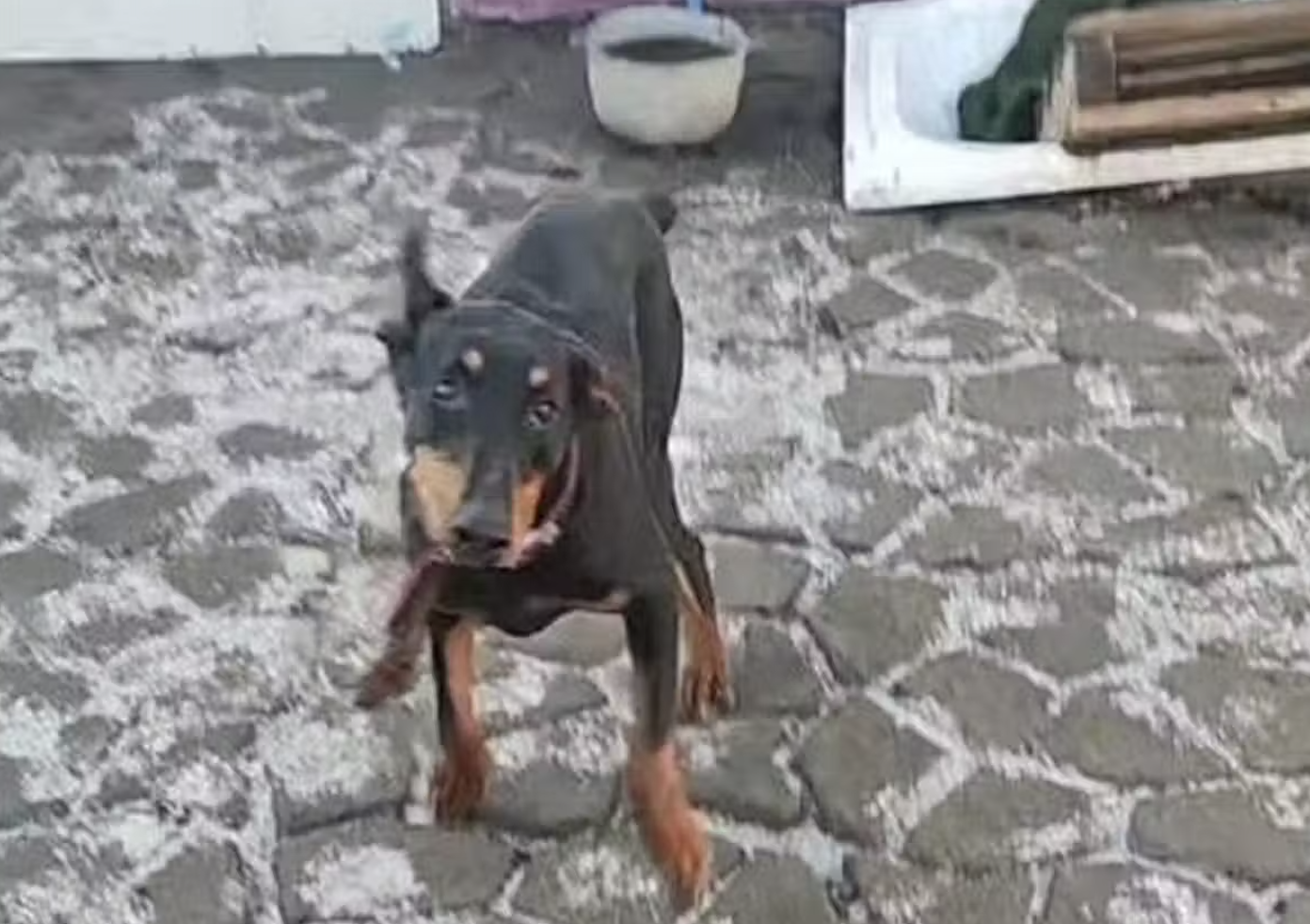 В Днепре спасли истощенную доберманку, жившую на цепи фото 1