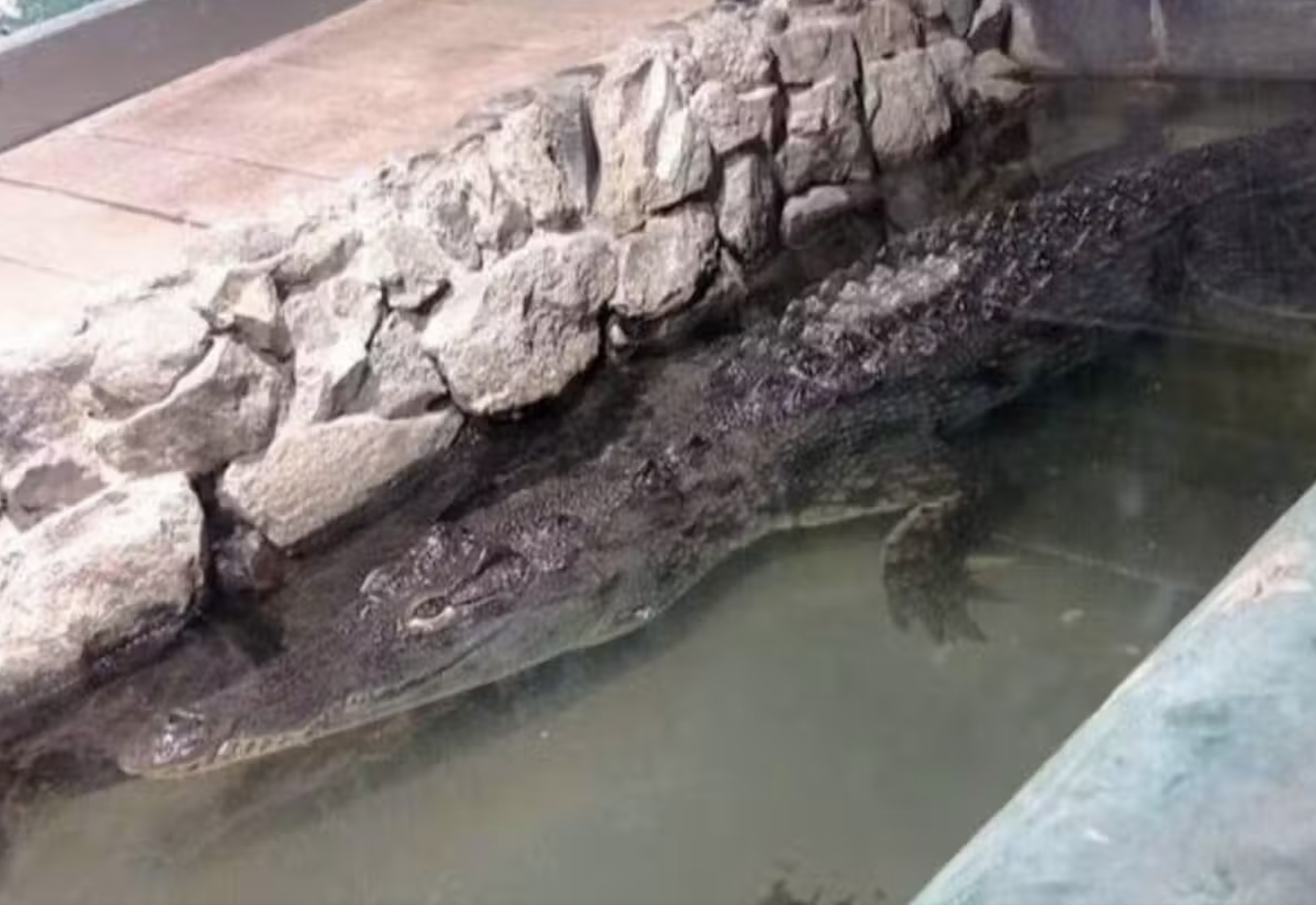 Зоозахисники виявили крокодила у жахливих умовах в акваріумі ДНУ фото 1